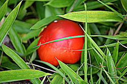 DSC_1432s.JPG