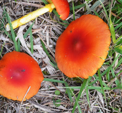 DSC_1438s.JPG